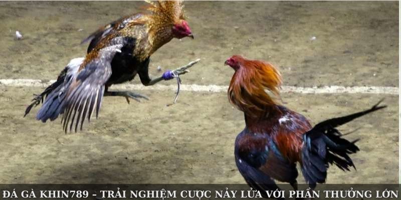 Đá Gà KHIN789 – Trải Nghiệm Cược Nảy Lửa Với Phần Thưởng Lớn